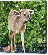 Key Deer Cuteness Canvas Print