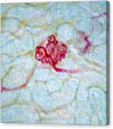 Kidney, Glomerulus, Lm Canvas Print