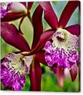 Kimball Orchids Canvas Print