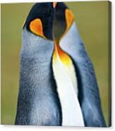 King Penguin Canvas Print