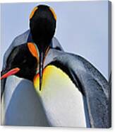 King Penguins Bonding Canvas Print