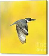 Kingfisher On Gold Canvas Print