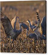 Kissing Sandhills Canvas Print