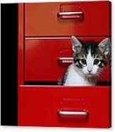 Kitten In A Red Drawer Canvas Print