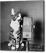 Kitten On The Radio Canvas Print