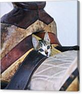 Kitty In The Saddle Canvas Print