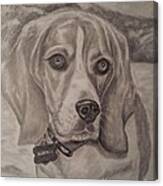 Kleetus - The Beagle Canvas Print