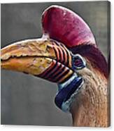 Knobbed Hornbill Canvas Print