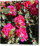 Knockout Roses Canvas Print