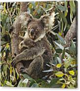 Koala And Joey In Eucalyptus Australia Canvas Print