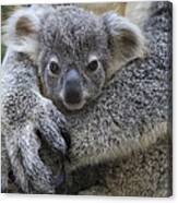 Koala Joey In Mothers Arms Australia Canvas Print