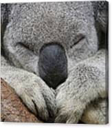 Koala Sleeping Australia Canvas Print