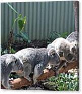 Koala Team Canvas Print