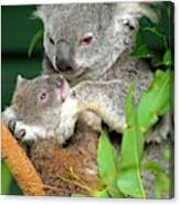 Koalas Canvas Print