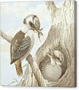 Kookaburras Feeding At A Nest Canvas Print