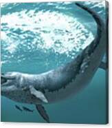 Kronosaurus Extinct Marine Reptile Canvas Print