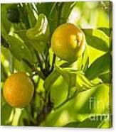 Kumquats Canvas Print