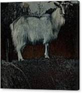 La Capra - The Goat Canvas Print