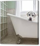 Lab In A Bathtub Canvas Print