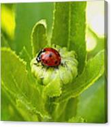 Lady Bug In The Garden Canvas Print