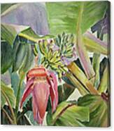 Lady Fingers - Banana Tree Canvas Print