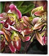 Lady Slipper Orchids Canvas Print