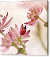 Ladybird And Pink Flowers Canvas Print