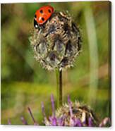 Ladybird Canvas Print