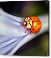 Ladybug Art Canvas Print