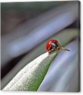 Ladybug On A Leaf Canvas Print