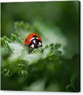 Ladybug On The Move Canvas Print