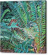 Lake Padden Series - Wendel Holboy Bench Canvas Print