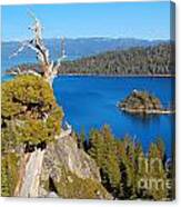 Lake Tahoe Reaching Tree Canvas Print