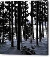 Lakeside Cedar Forest With Snow Canvas Print