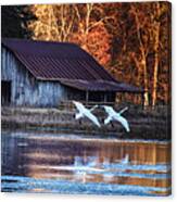 Landing Trumpeter Swans Boxley Mill Pond Canvas Print