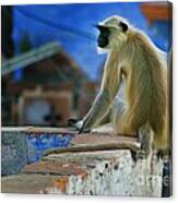 Langur On A Wall In Rajasthan Canvas Print