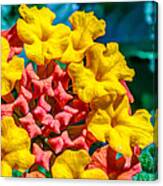 Lantana Camara Canvas Print