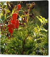 Lantern Plant Canvas Print