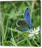 Large Blue Butterfly On A Flower Canvas Print