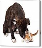Large Dog Playing With Kitten Canvas Print