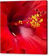 Large Red Hibiscus Canvas Print
