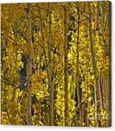 Last Dollar Aspens Canvas Print