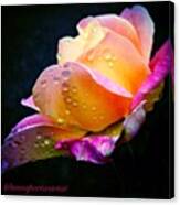 Last Lady Diana Rose Of 2014 Canvas Print