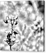 Last Of The Bluebonnets Black And White Canvas Print