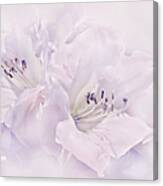 Lavender Azalea Flowers Canvas Print