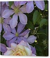 Lavender Clematis Rose Canvas Print
