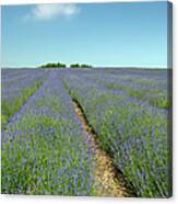 Lavender Field Canvas Print