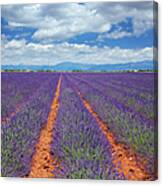 Lavender Fields In Provence Canvas Print