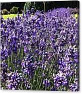 Lavender Hedge Canvas Print