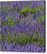 Lavender In Flower On Bridestowe Estate Canvas Print